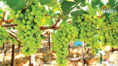 Vineyard Inspection
