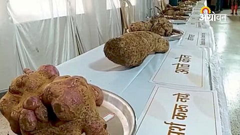Wild Tuber Exhibition Begins in Kolhapur