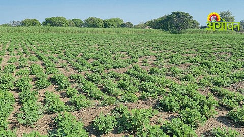 Summer Crop Sowing