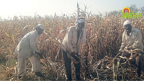 Jowar Harvest Costs Hit