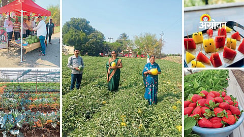 successful strawberry farming model in Maharashtra