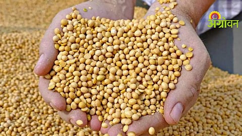 Soybean MSP Closure