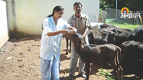Veterinary Services