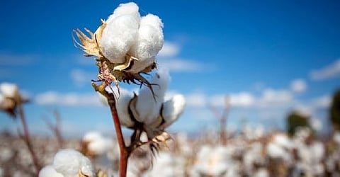 Cotton Rate 