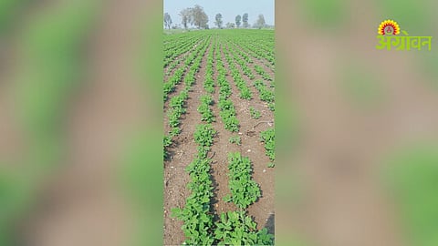 Summer Groundnut Sowing