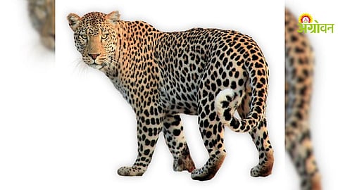 Leopard Attack