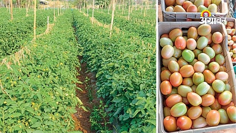 Year round tomato farming in Maharashtra