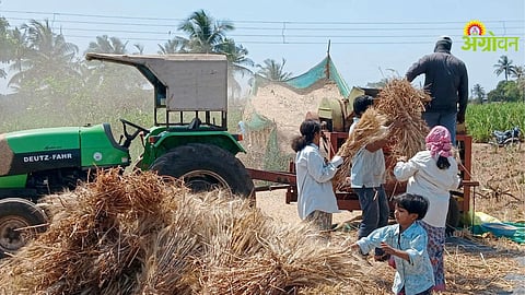 Wheat Harvest