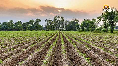 Agriculture Land