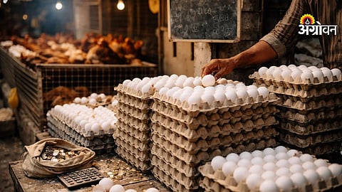 Egg production decline in Sangli poultry farms