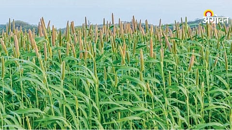 Bajra Farming