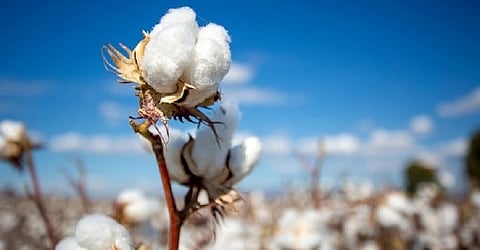 Cotton Rate 