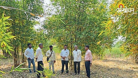Bamboo Plantation
