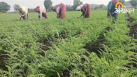 Rabi Season
