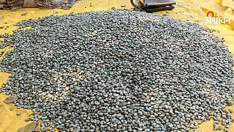 Cashew season price trends India