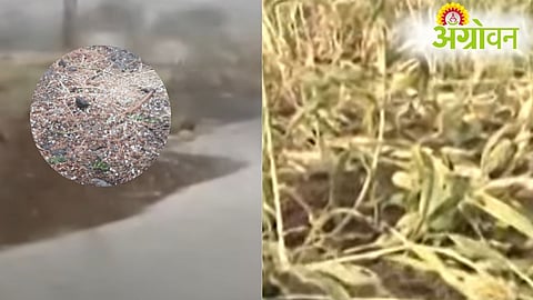 Unseasonal Rain Damage