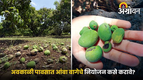 Mango fruit drop control after rain