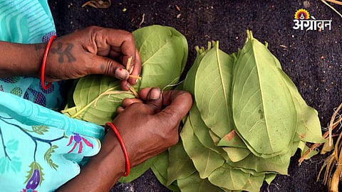 Tendu Leaf Collection