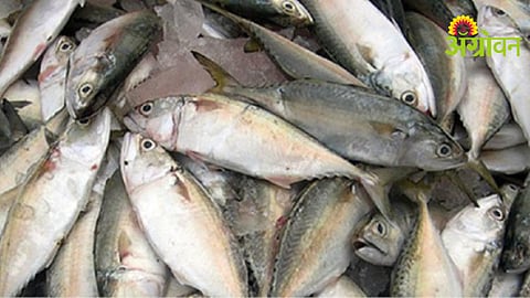 Fish Farming