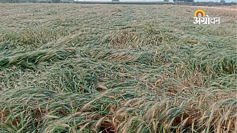 Rain Crop Damage
