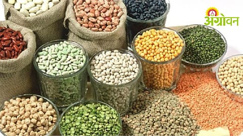 Grain Festival