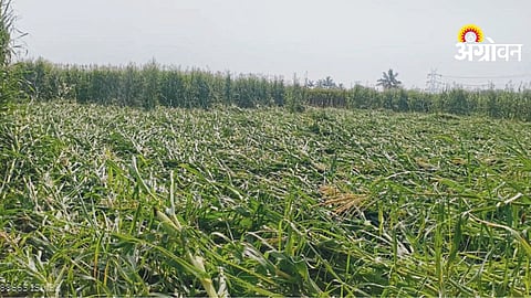 Nashik Rain Damage