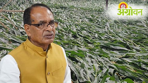 Crop Damage