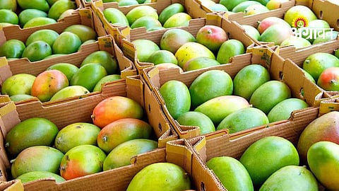 Mango Export Hub