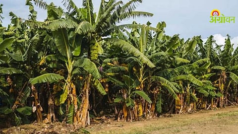 Banana cluster project in Nanded Maharashtra