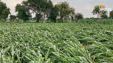 Hailstorm impact on crops in Marathwada