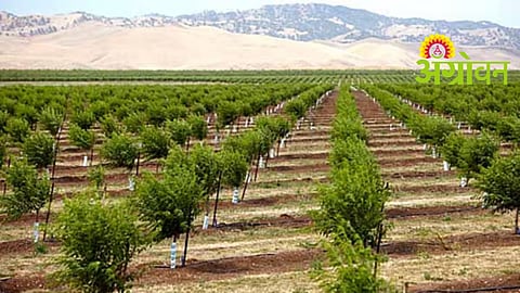 Orchard Farming