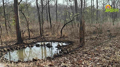 Satpuda Forest
