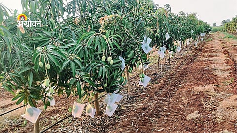Crop Advisory: Protect Orchards from Heat and Fire Risks