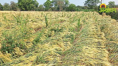 E Crop Survey