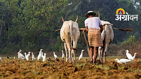 Summer Crop Sowing