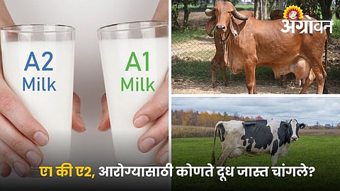 Milk Benefits