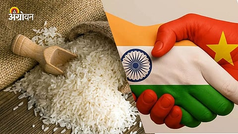 GMO Indian Rice 