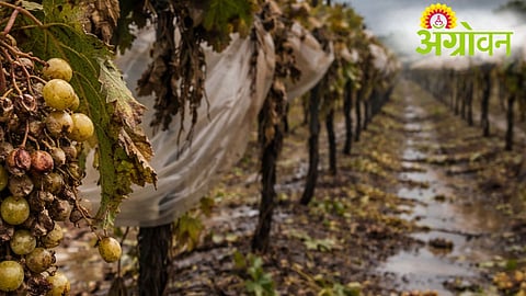 Grape Farmers Loss