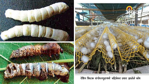 Summer Challenges in Sericulture: Smart Management Boosts Cocoon Yield