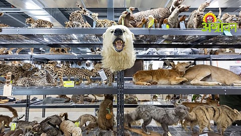 Wildlife Crime