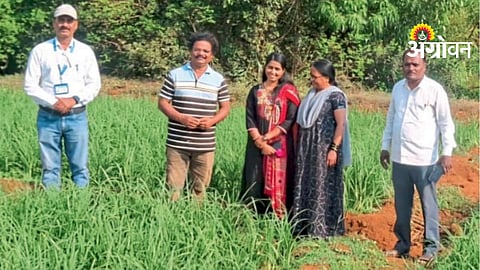 Millet Farming: