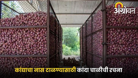 Onion storage mistakes and solutions