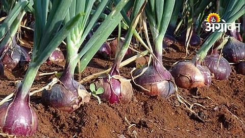 Onion Harvesting