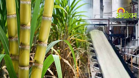 Sugar Production