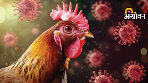 Bird Flu