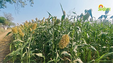 Jowar productivity increase in Marathwada districts