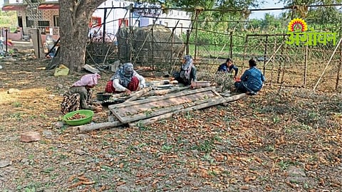 Tamarind Harvest