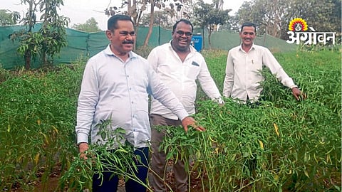 Chilli Farming