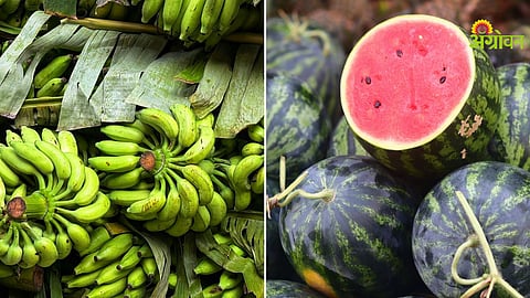 Banana and watermelon price fall in Khandesh Maharashtra