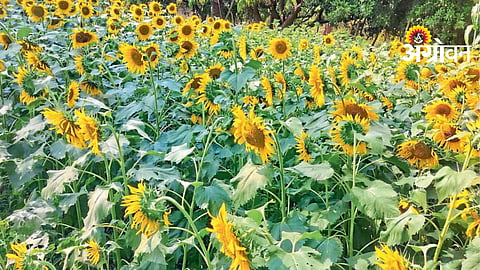 Sunflower Farming
